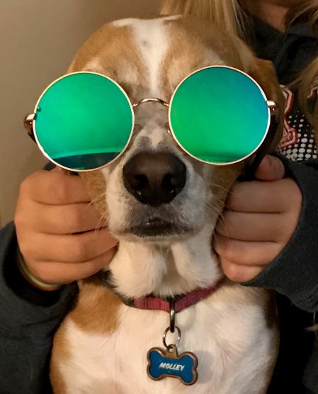 Molley the Beagle